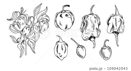 Hot peppers bush vector illustration isolated on white. Hand drawn ink trinidad scorpion pepper. Dragon breath pepper black white graphic. Hot pepper plant. Design element for wrapping, package Hot peppers bush vector illustration isolated on white. Hand drawn ink trinidad scorpion pepper. Dragon breath pepper black white graphic. Hot pepper plant. Design element for wrapping, package 109042043