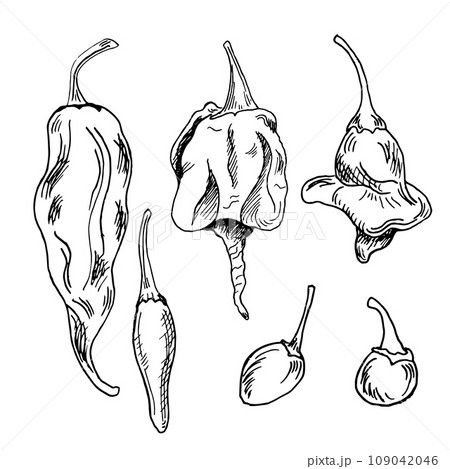 Set with hot peppers vector illustration isolated on white background. Hand drawn ink trinidad scorpion hot pepper. Dragon breath pepper black white graphic. Design element for wrapping, package Set with hot peppers vector illustration isolated on white background. Hand drawn ink trinidad scorpion hot pepper. Dragon breath pepper black white graphic. Design element for wrapping, package 109042046