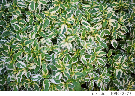 close up image of benjamina ficus green leaves nature background close up image of benjamina ficus green leaves nature background 109042272
