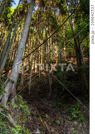 京都保津峡の針葉樹林 京都保津峡の針葉樹林 109042537