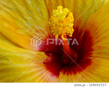 close up of hibiscus flower pollen yellow background close up of hibiscus flower pollen yellow background 109042557