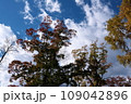 公園の木々の紅葉・秋風景 109042896