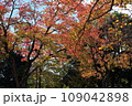 公園の木々の紅葉・秋風景 109042898