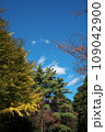 公園の木々の紅葉・秋風景 109042900