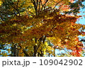 公園の木々の紅葉・秋風景 109042902