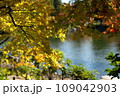公園の木々の紅葉・秋風景 109042903