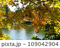 公園の木々の紅葉・秋風景 109042904