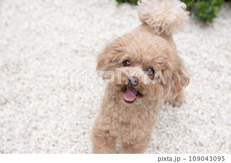 白い石の庭と微笑むトイプードル 白い石の庭と微笑むトイプードル 109043095