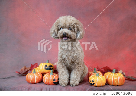 赤いバックとカボチャとトイプードル 赤いバックとカボチャとトイプードル 109043096