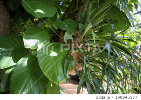 This is a picture of a plant growing in nature. This is a picture of a plant growing in nature. 109043557