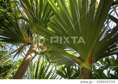 This is a palm tree growing in nature. 109043559