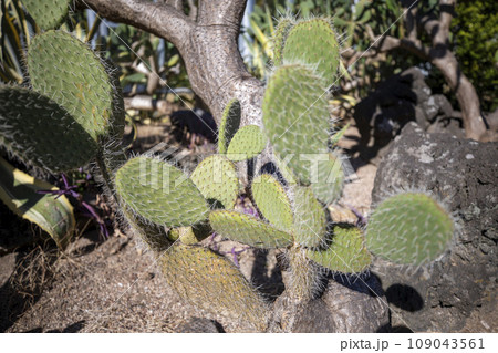This is a cactus growing in nature. This is a cactus growing in nature. 109043561