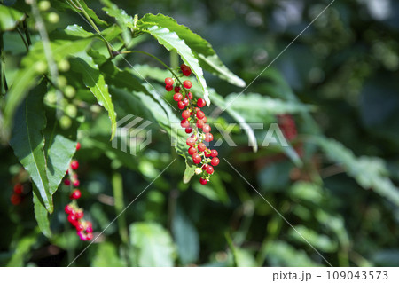 This is a picture of a fruit growing in nature. 109043573