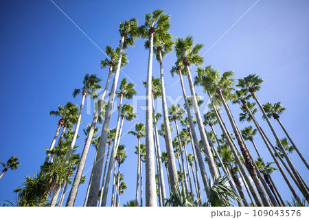 This is a palm tree growing in nature. This is a palm tree growing in nature. 109043576