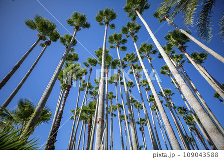 This is a beautiful view of palm trees growing in nature. This is a beautiful view of palm trees growing in nature. 109043588