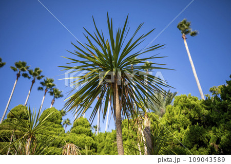 This is a picture of a Cordiline tree growing in nature. 109043589