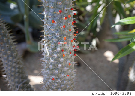 This is a picture of a Pachypodium leirei tree growing in nature. 109043592