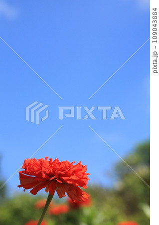 ヒャクニチソウの花と青空 109043884