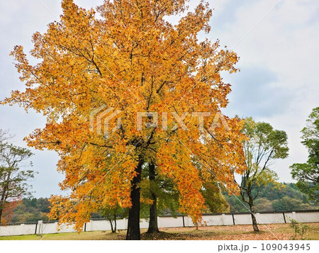 道の駅人吉　人吉クラフトパーク石野公園　紅葉の頃 109043945
