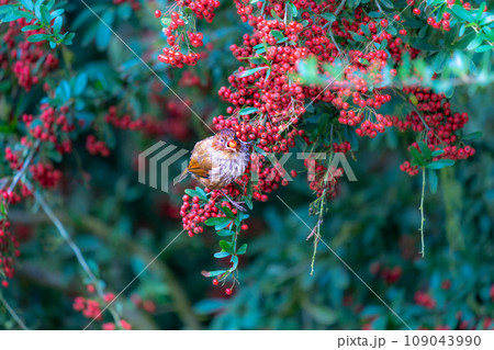 A Taiwan Barwing stands on a pyracantha branch, holding a fruit in its mouth. A Taiwan Barwing stands on a pyracantha branch, holding a fruit in its mouth. 109043990