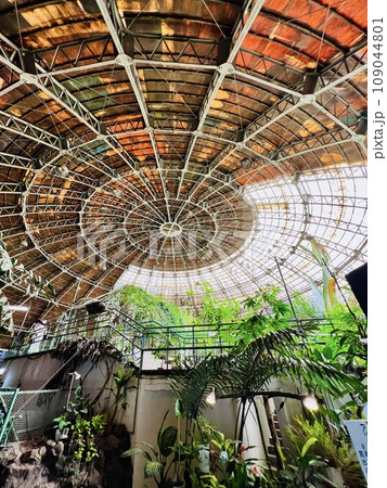 草津熱帯圏の絵になる天井 109044801