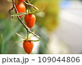 ロウヤガキの赤い実 109044806