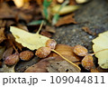 銀杏の実が落ちる 109044811