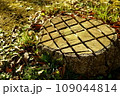 模様のある切り株 109044814