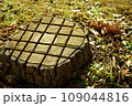 切り株の模様 109044816