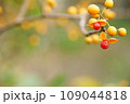 ツルウメモドキの実が生る 109044818