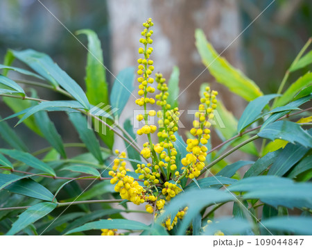 細葉ひいらぎ南天の黄色い花 109044847
