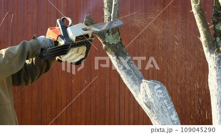 a man with a chainsaw in his hands cuts down a whitewashed tree trunk against the background of a brown fence, cutting down dry and damaged trees in a park, garden or countryside 109045290