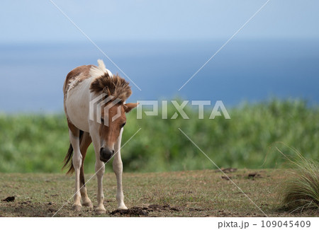 与那国島の自然環境で伸び伸びと生きる与那国馬 与那国島の自然環境で伸び伸びと生きる与那国馬 109045409