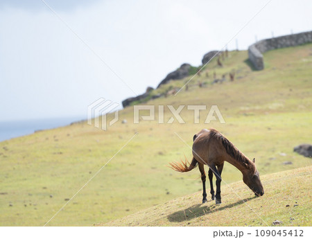 与那国島の自然環境で伸び伸びと生きる与那国馬 109045412