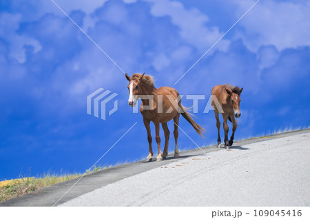 与那国島の自然環境で伸び伸びと生きる与那国馬 109045416