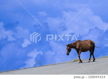 与那国島の自然環境で伸び伸びと生きる与那国馬 109045424
