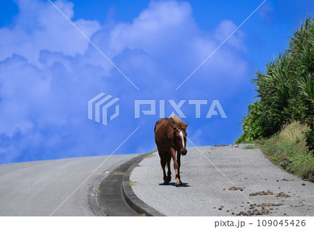 与那国島の自然環境で伸び伸びと生きる与那国馬 109045426