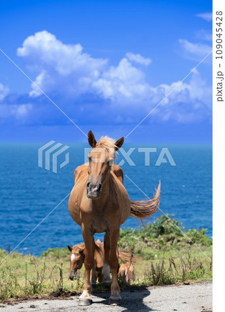 与那国島の自然環境で伸び伸びと生きる与那国馬 与那国島の自然環境で伸び伸びと生きる与那国馬 109045428