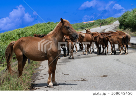 与那国島の自然環境で伸び伸びと生きる与那国馬 109045450