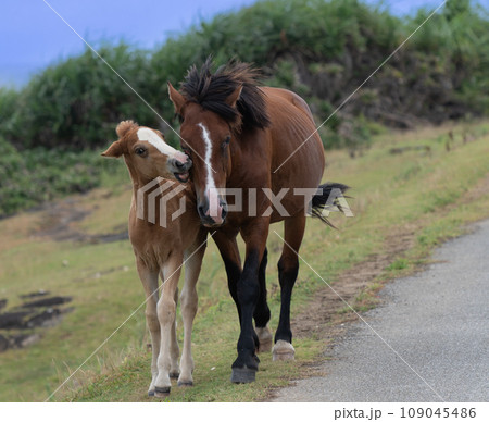 与那国島の自然環境で伸び伸びと生きる与那国馬 与那国島の自然環境で伸び伸びと生きる与那国馬 109045486