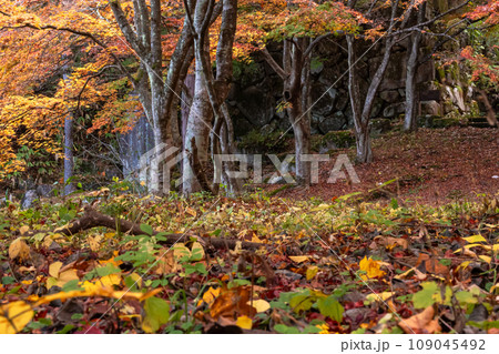 231108城山公園g096 231108城山公園g096 109045492