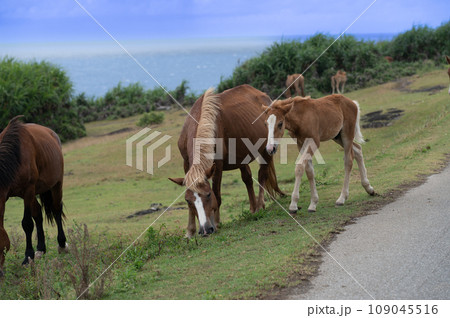 与那国島の自然環境で伸び伸びと生きる与那国馬 与那国島の自然環境で伸び伸びと生きる与那国馬 109045516