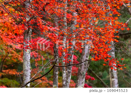 231108城山公園g049 231108城山公園g049 109045523