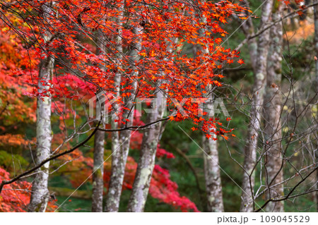 231108城山公園g035 231108城山公園g035 109045529