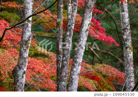 231108城山公園g031 231108城山公園g031 109045530
