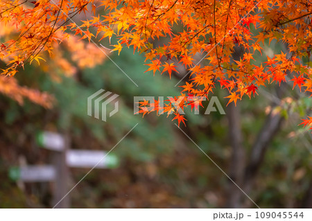 231108城山公園g017 109045544