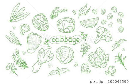 Line icon different Cabbage vector illustration. Design for kale day, healthy food, day, recipes. 109045599
