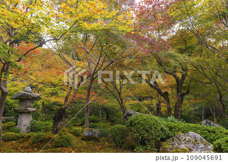 圓光寺 十牛之庭の素晴らしい紅葉(京都市左京区一乗寺) 圓光寺 十牛之庭の素晴らしい紅葉(京都市左京区一乗寺) 109045691