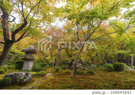 圓光寺 十牛之庭の素晴らしい紅葉(京都市左京区一乗寺) 圓光寺 十牛之庭の素晴らしい紅葉(京都市左京区一乗寺) 109045692