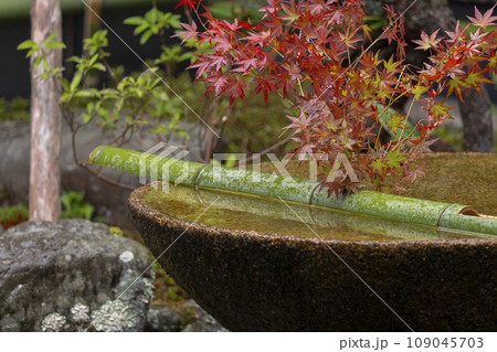 圓光寺 もみじと水琴窟(京都市左京区一乗寺) 圓光寺 もみじと水琴窟(京都市左京区一乗寺) 109045703